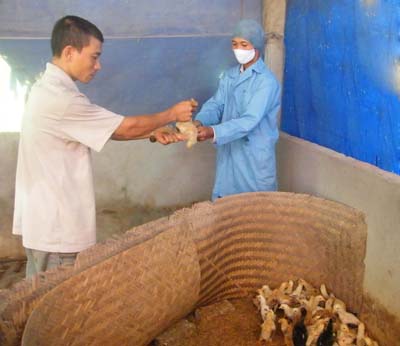 Hưng Yên Chủ động phòng chống dịch cúm gia cầm ở Phù Cừ